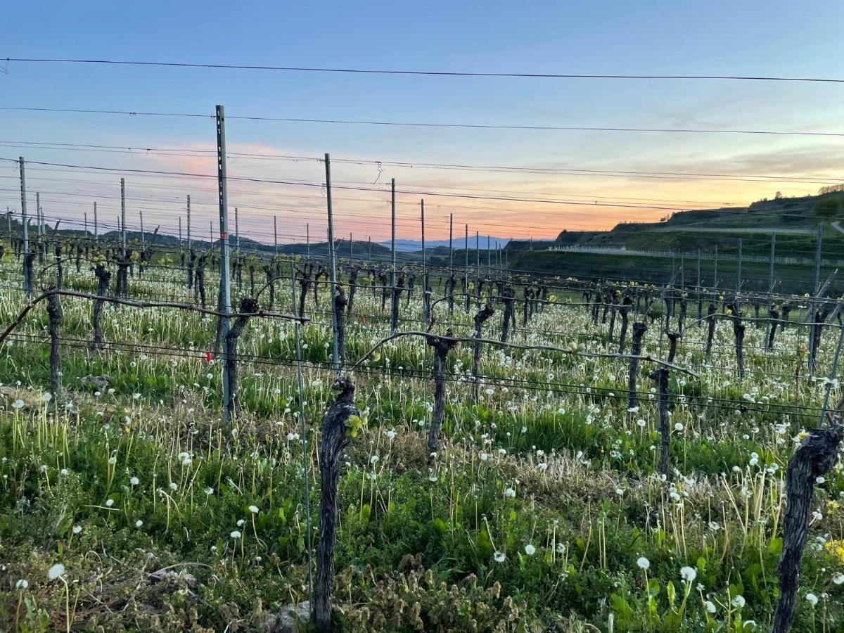 Ferienwohnung Weingut&Straußwirtschaft Vogel Vogtsburg Exterior foto