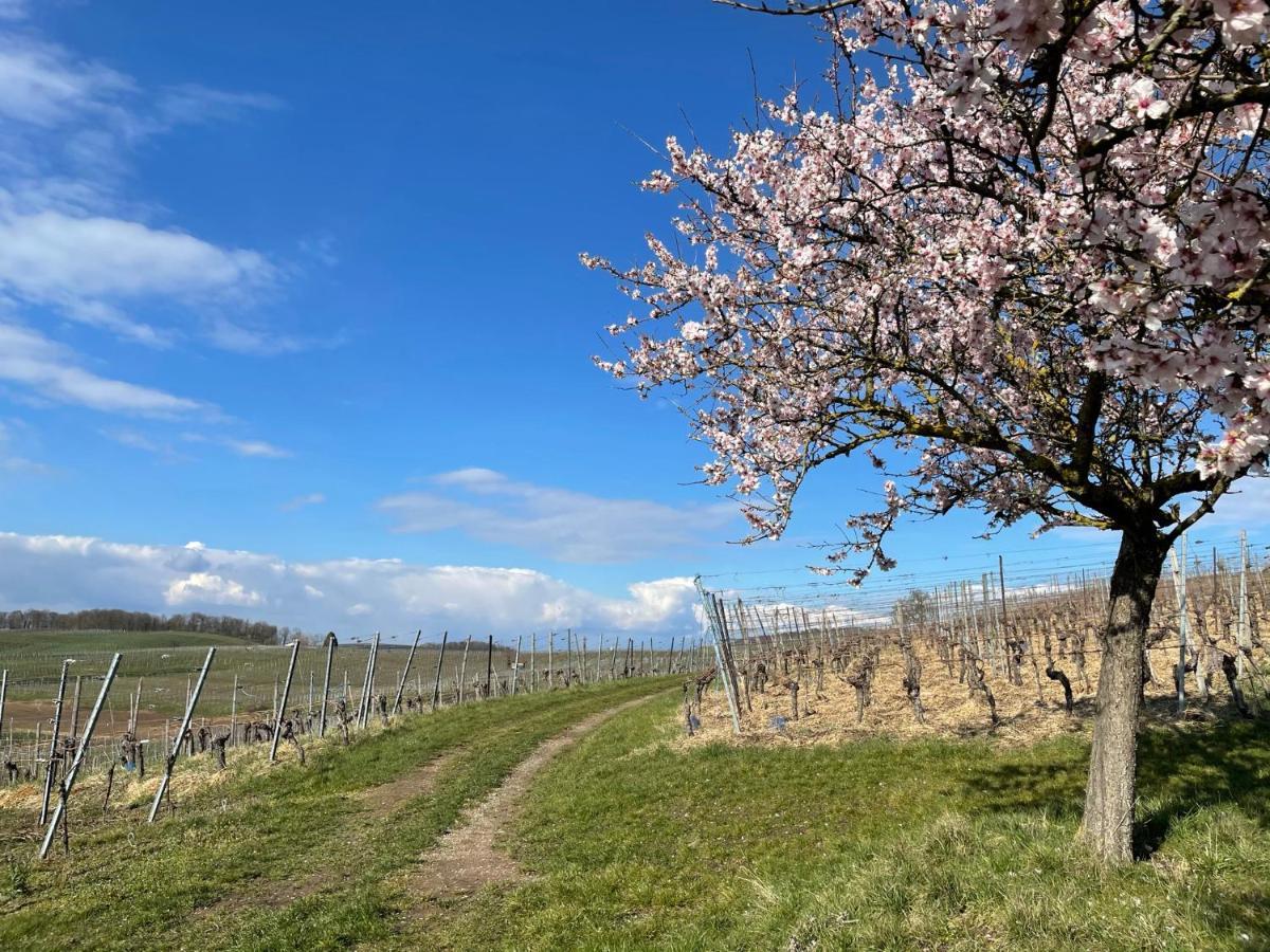Ferienwohnung Weingut&Straußwirtschaft Vogel Vogtsburg Exterior foto
